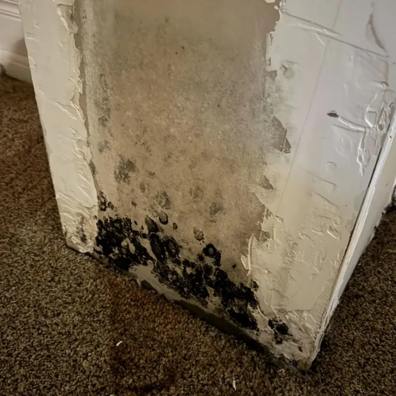 Professional Mold Removal in Claymont, DE